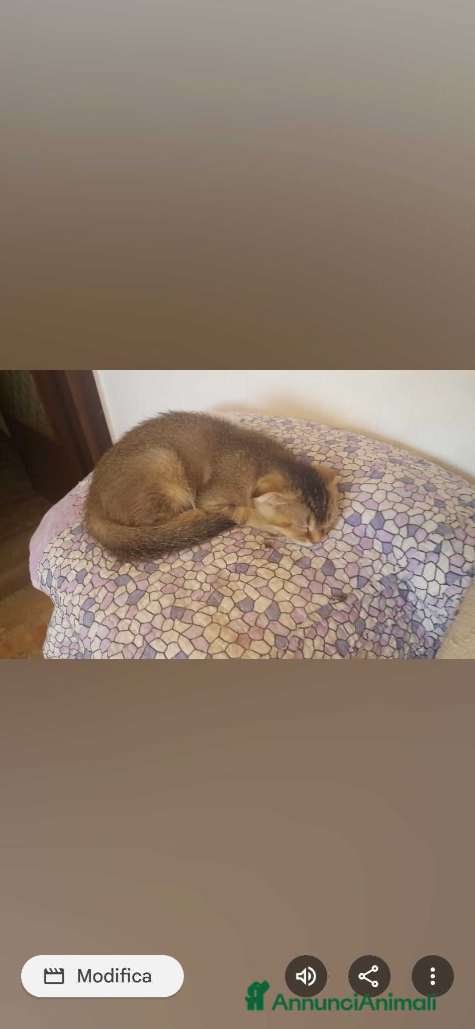 Scottish gatti Scottish fold e Straight - Annuncio 4