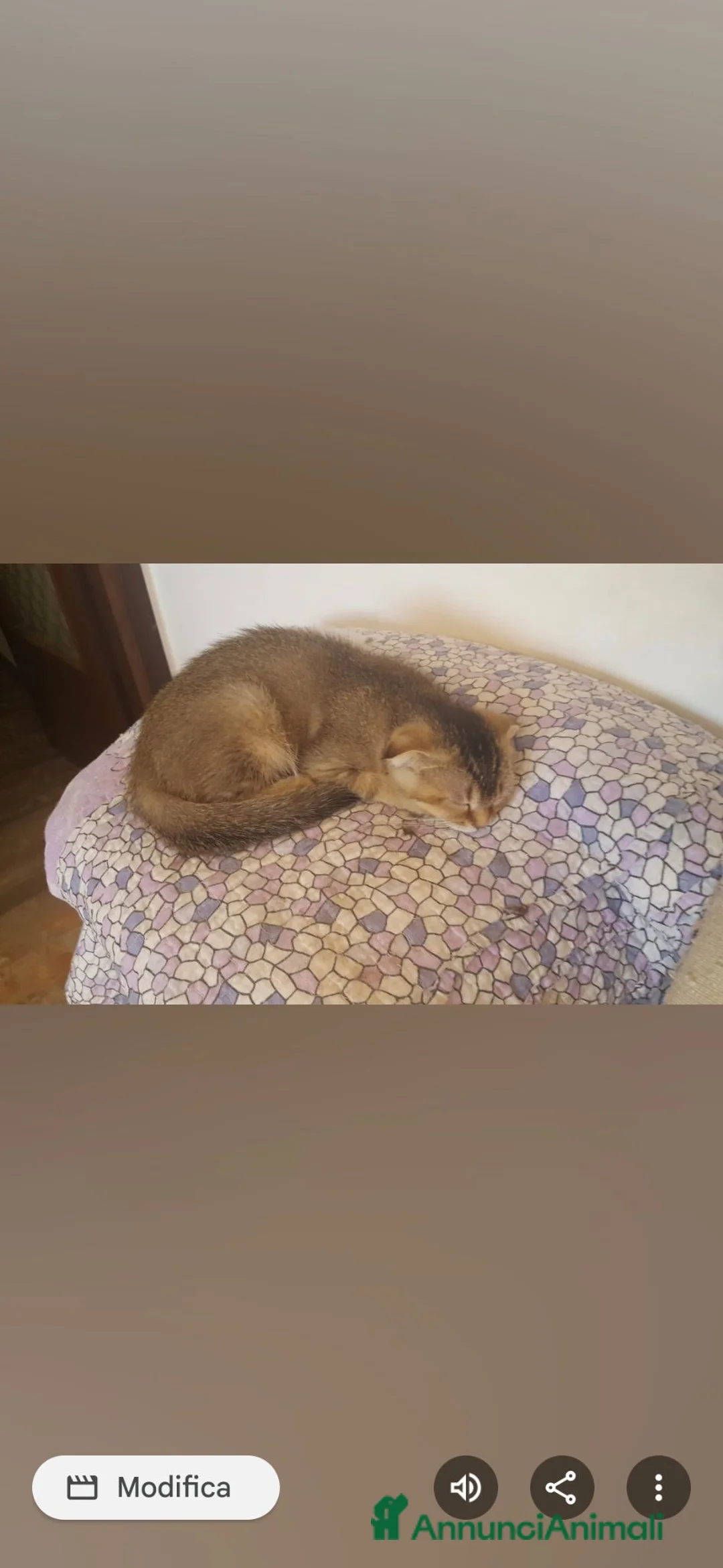 Scottish gatti in vendita: Scottish fold e Straight - Annuncio 1