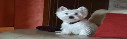 West Highland cani in vendita: west highland  - Annuncio 5