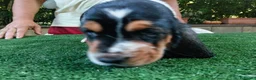 Bassethound cani in vendita: Cuccioli bassethound  - Annuncio 7