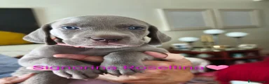 Weimaraner 8