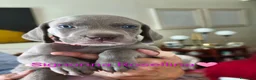 Weimaraner cani in vendita: WEIMARANER splendidi cuccioli  - Annuncio 14