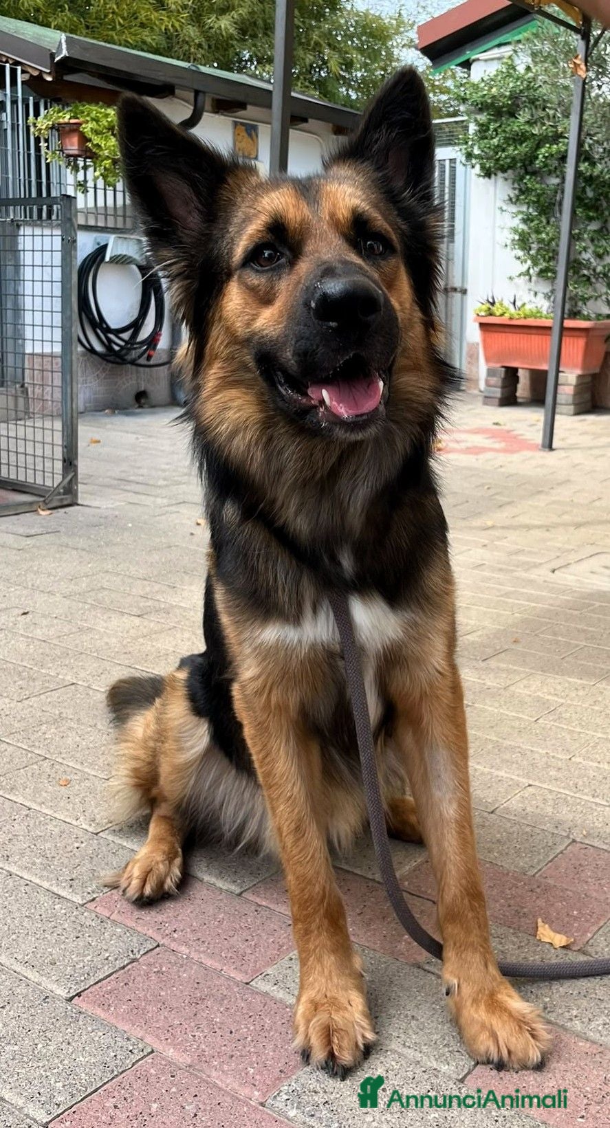 Meticcio cani NEO BELLISSIMO PASTORE TEDESCO - Annuncio 19