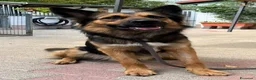 Meticcio cani in regalo: NEO BELLISSIMO PASTORE TEDESCO - Annuncio 1