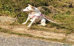 Meticcio cani in regalo: ALICE  a Città Metropolitana di Torino - Immagine 24
