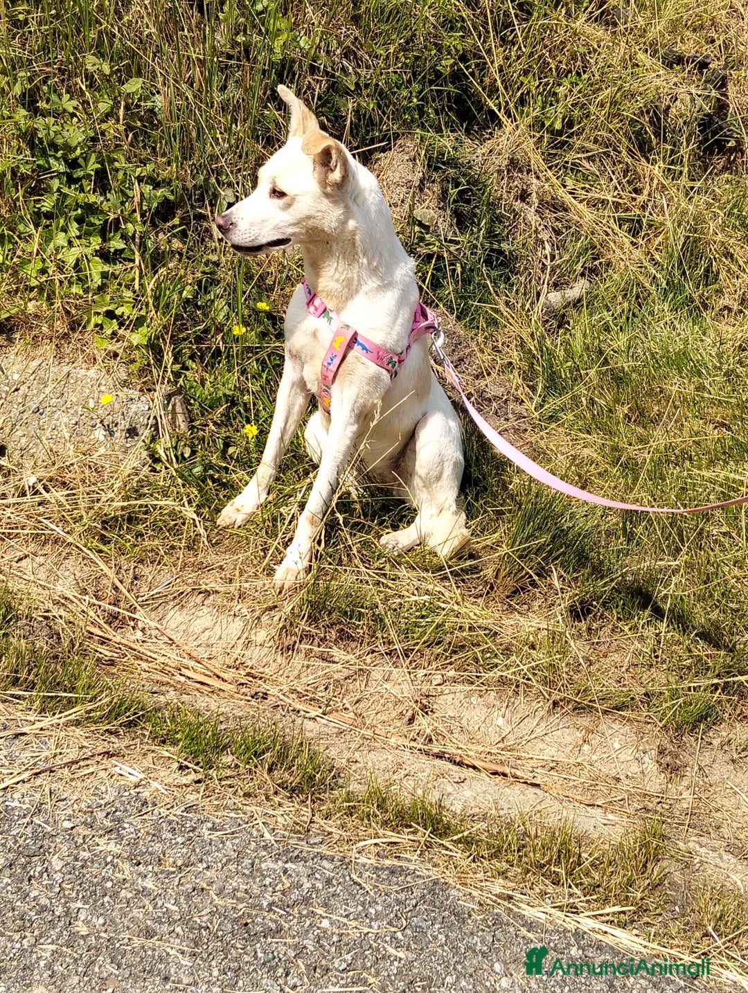 Meticcio cani in regalo: ALICE  a Città Metropolitana di Torino - Immagine 24