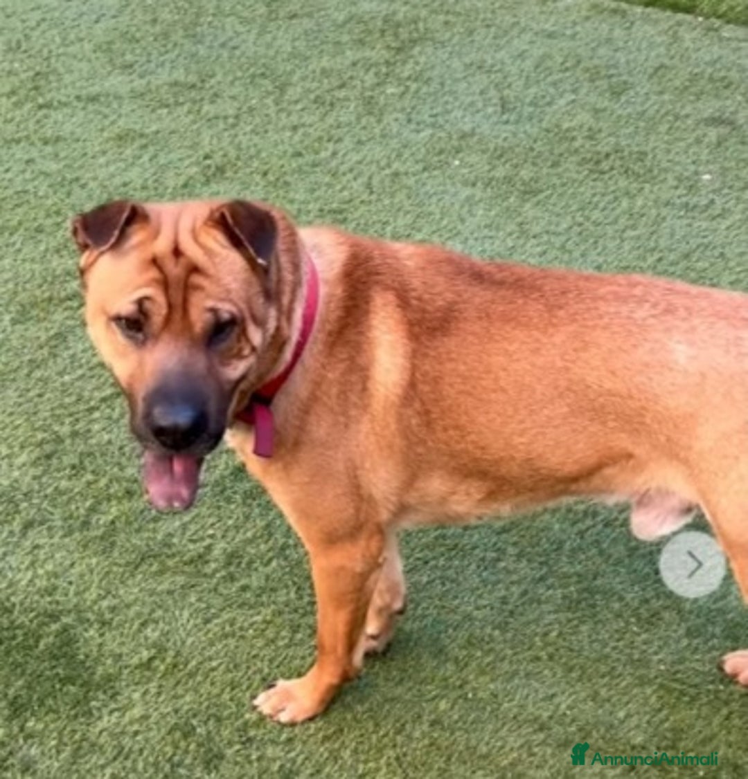 Meticcio cani in regalo: Mix Sharpei 5anni PRESTO IN CANILE!MILANO - Annuncio 4