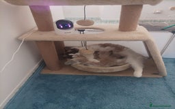 Ragdoll gatti in vendita: Femminucce ragdoll seal bicolore  a Città Metropolitana di Napoli - Immagine 3