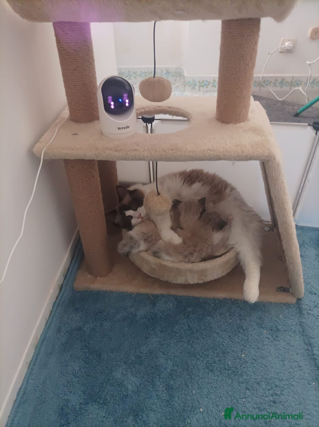 Ragdoll gatti in vendita: Femminucce ragdoll seal bicolore  a Città Metropolitana di Napoli - Immagine 3