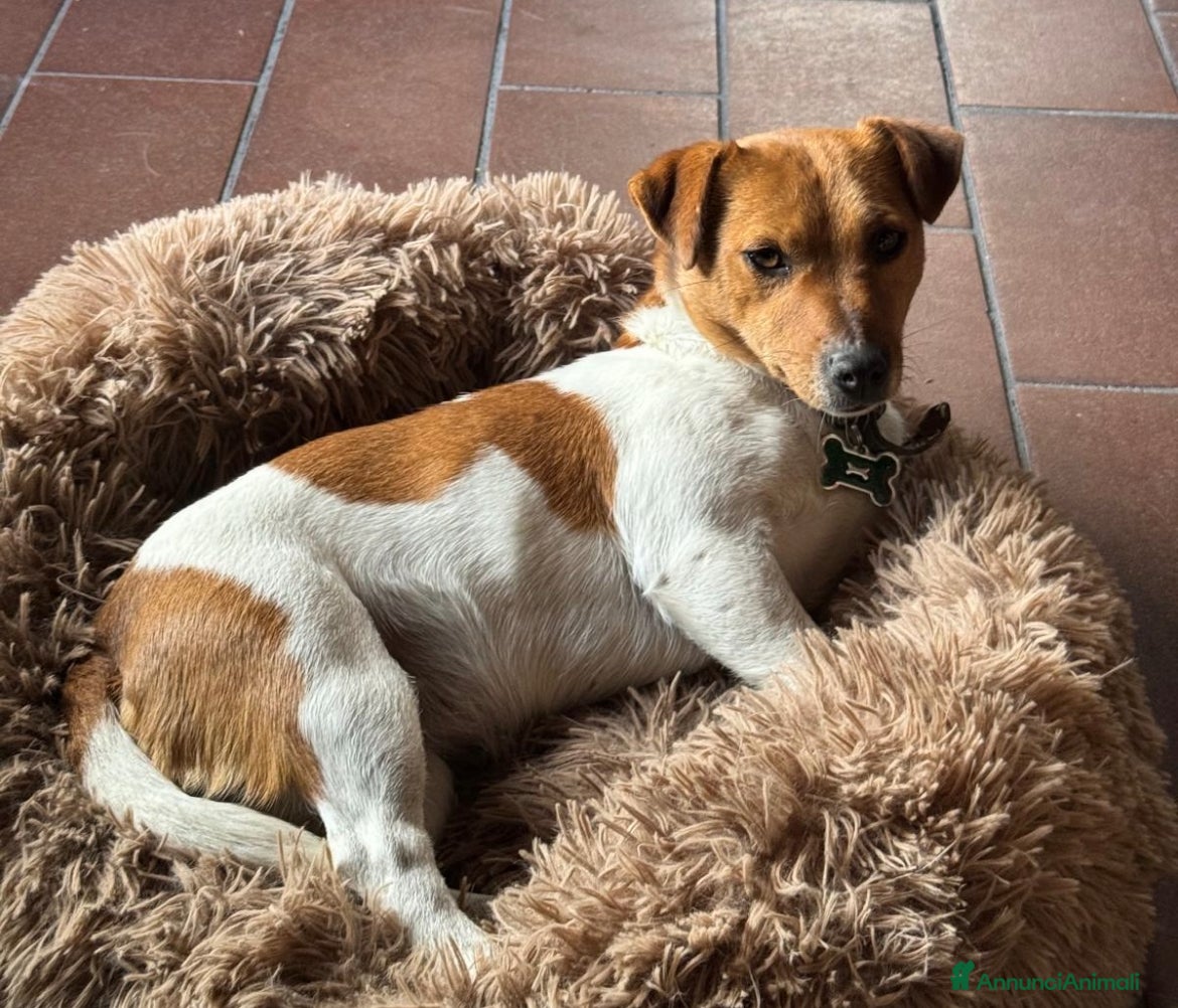 Jack Russell cani Cuccioli di jack russell terrier  - Annuncio 1