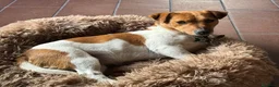 Jack Russell cani in vendita: Cuccioli di jack russell terrier  - Annuncio 1