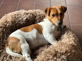 Jack Russell cani Cuccioli di jack russell terrier - Annuncio 1