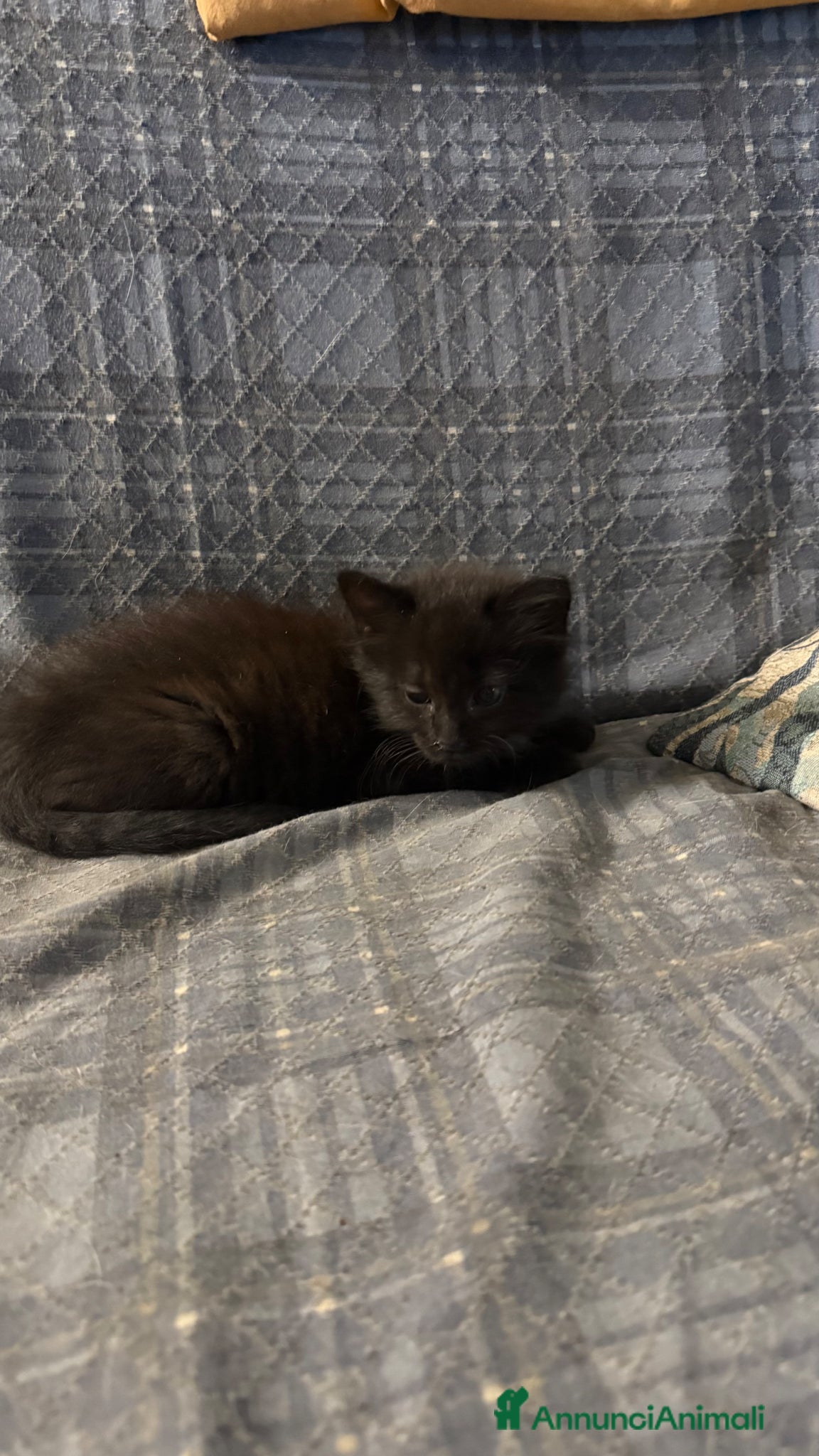Europeo gatti in regalo: Gattini  - Annuncio 3