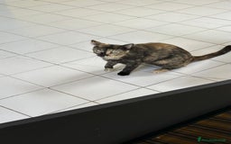 Altre razze gatti in regalo: Gattino dolcissimo trova casa - Immagine 3