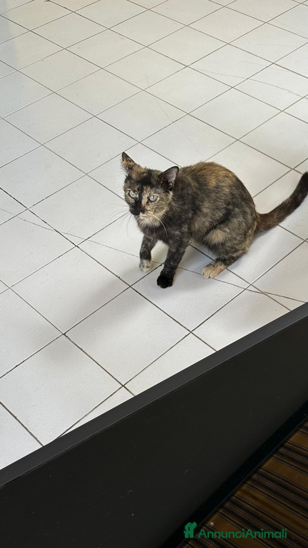 Altre razze gatti in regalo: Gattino dolcissimo trova casa - Immagine 3