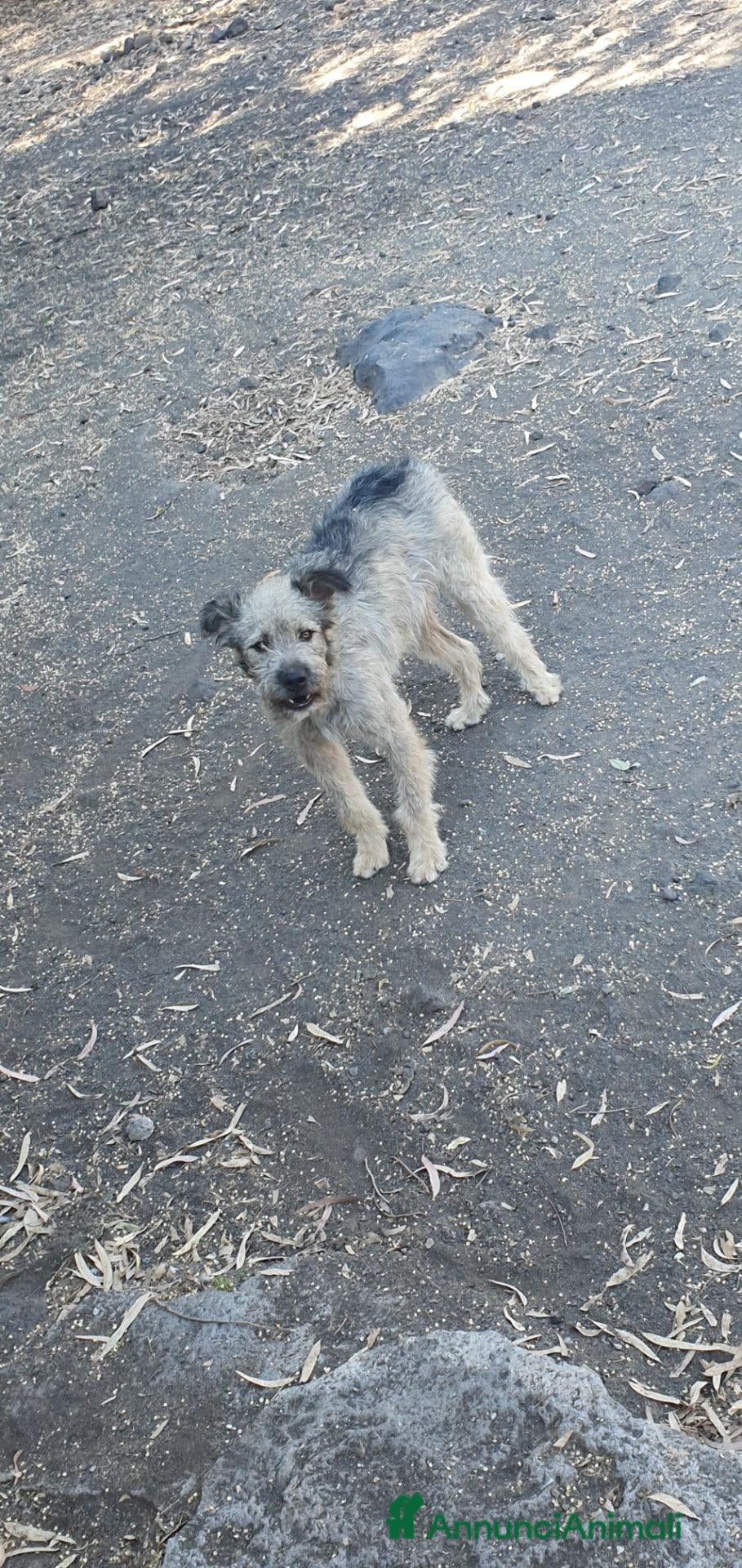 Schnauzer cani in regalo: Luca e Estero in Canile a Catania - Annuncio 1