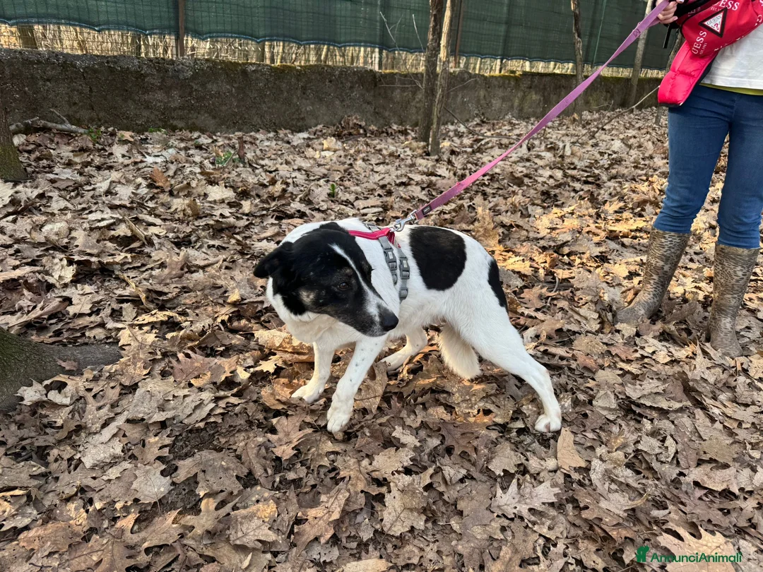 Meticcio cani in regalo: Splendida meticcia - COOKIE - Annuncio 1