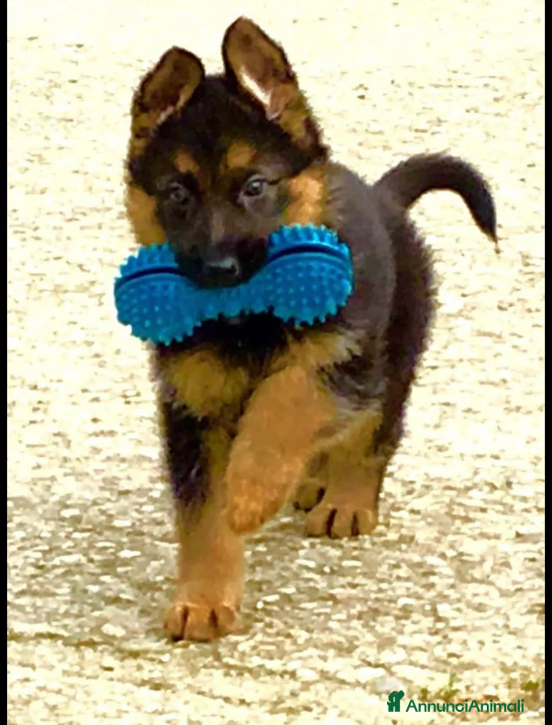 Pastore Tedesco cani in vendita: cuccioli pastore tedesco femmina - Annuncio 2