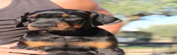 Dobermann cani in vendita: Cuccioli di Dobermann  - Annuncio 5