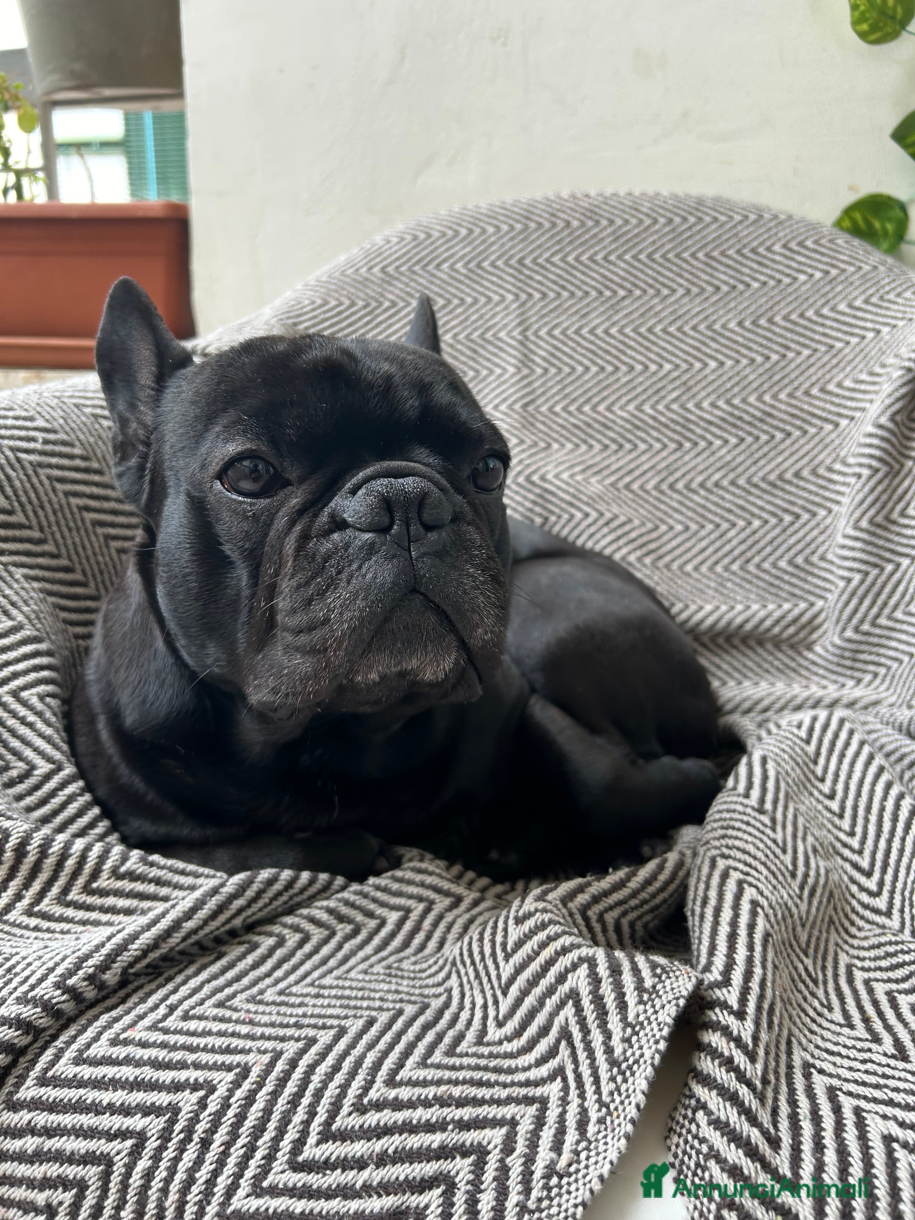 Bulldog Francese cani Cerco femmina di bulldog francese - Annuncio 2