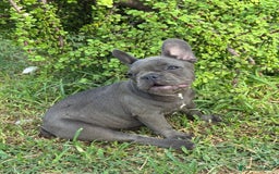 Bulldog Francese cani in vendita: Bulldog francese  a Città metropolitana di Milano - Immagine 6
