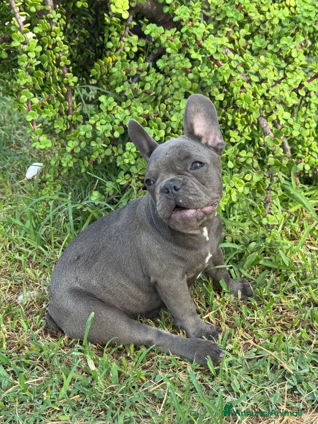 Bulldog Francese cani in vendita: Bulldog francese  a Città metropolitana di Milano - Immagine 6