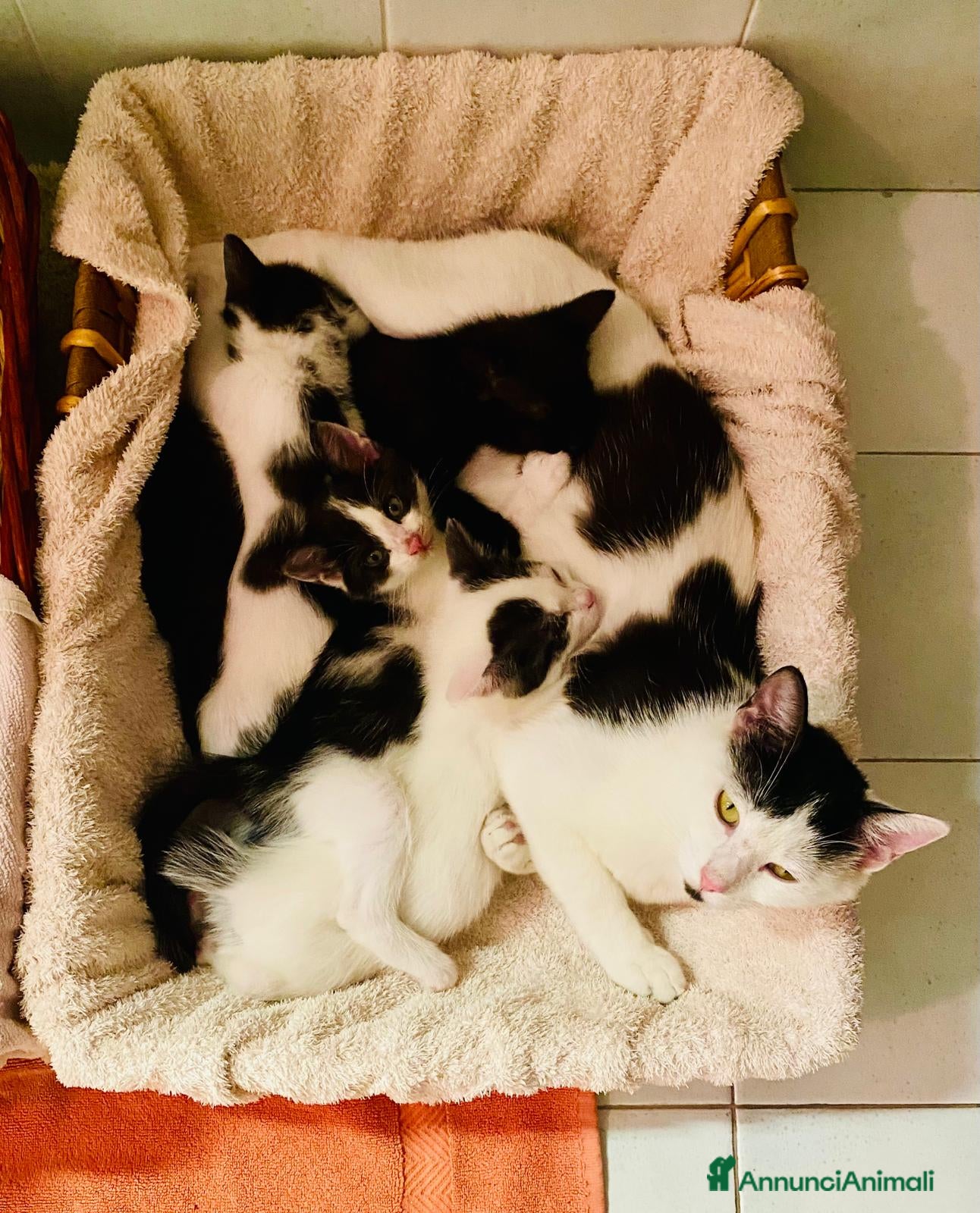 Meticcio gatti Regalo meravigliosi gattini scorzé  - Annuncio 2