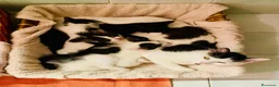 Meticcio gatti in regalo: Regalo meravigliosi gattini scorzé  a Città Metropolitana di Venezia - Annuncio 1