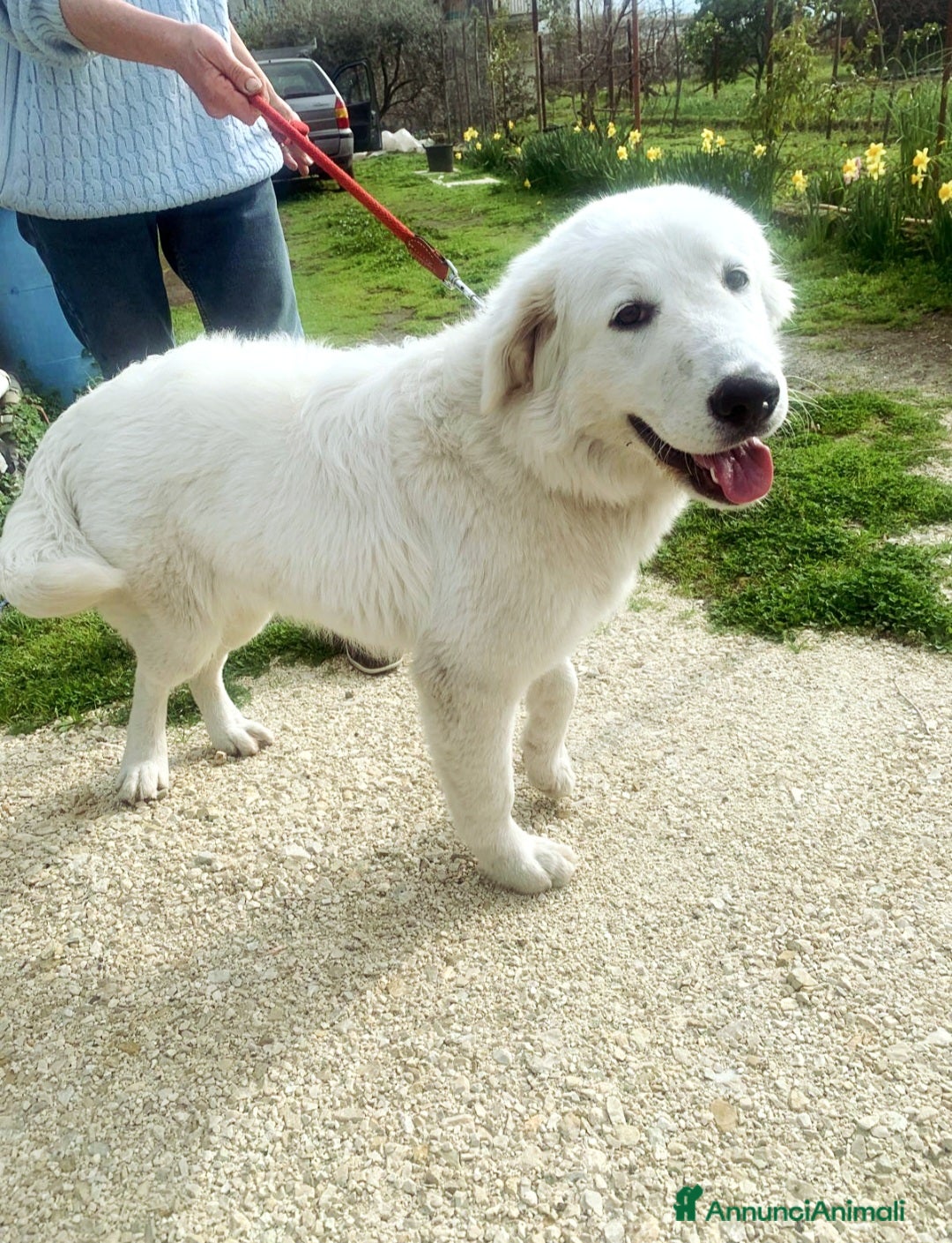 Pastore Maremmano cani ZAMPALUNA CUCCIOLONA DOLCISSIMA - Annuncio 1