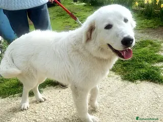 Pastore Maremmano cani ZAMPALUNA CUCCIOLONA DOLCISSIMA - Annuncio 1