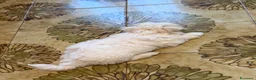 Maltese cani in vendita: Maltese - Annuncio 6