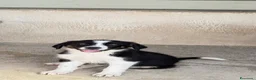 Meticcio cani in regalo: Baby  a Provincia di Verona - Annuncio 5