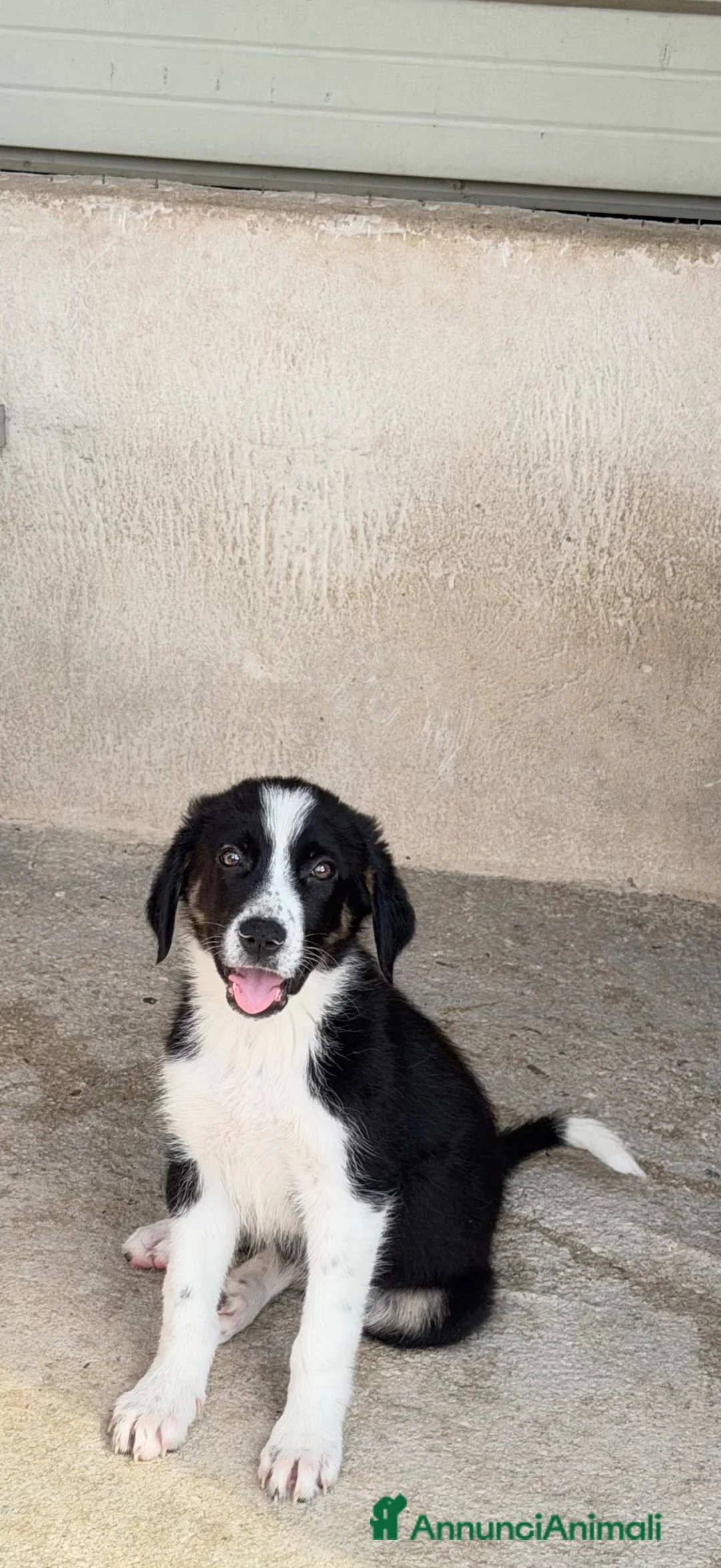 Meticcio cani in regalo: Baby  a Provincia di Verona - Annuncio 5