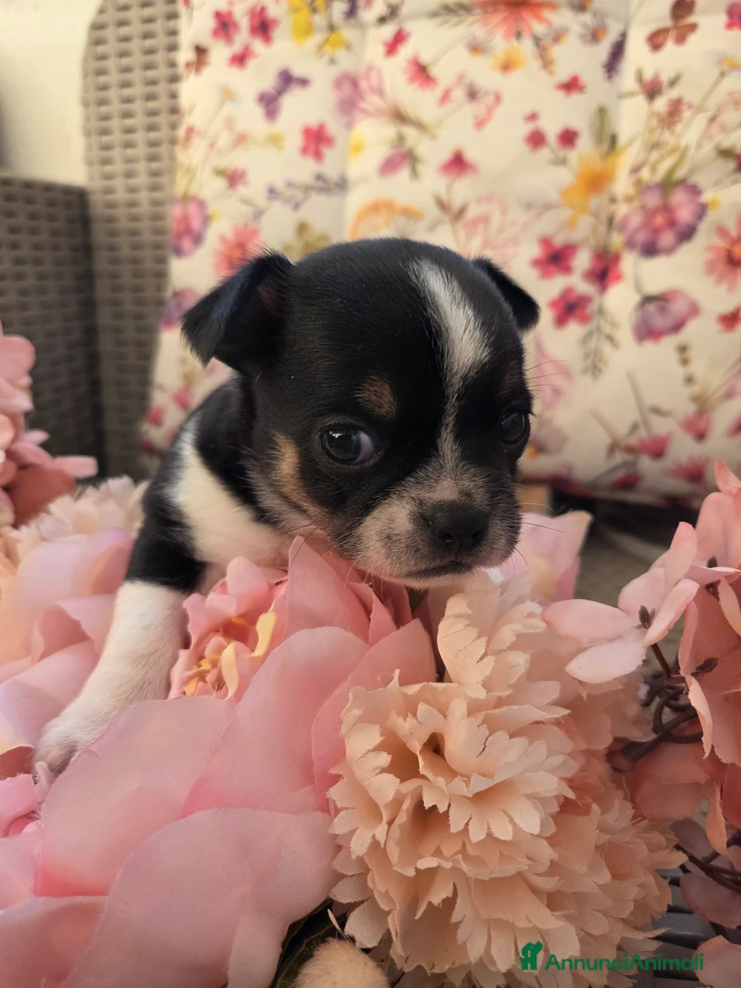 Chihuahua cani in vendita: Cucciolo di chihuahua  a Provincia di Catanzaro - Annuncio 1