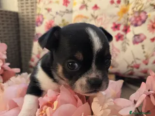 Chihuahua cani Cucciolo di chihuahua a Provincia di Catanzaro - Annuncio 3