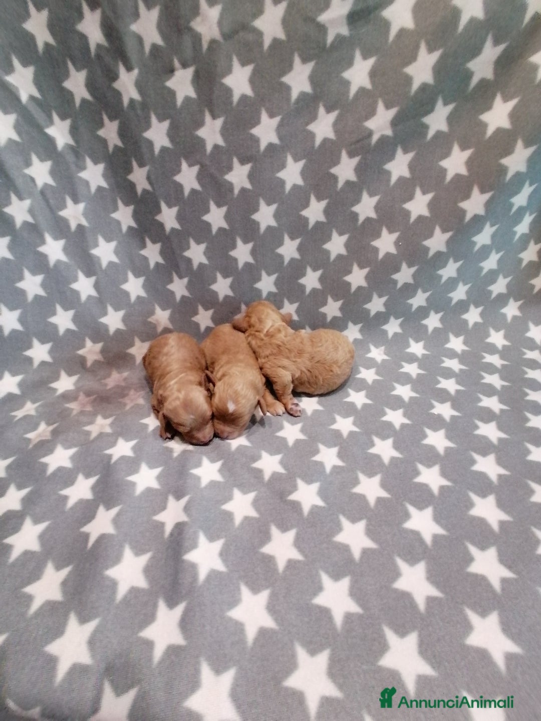 Barboncino Toy cani in vendita: Barboncini Toy cuccioli - Annuncio 8