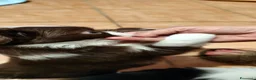 Chihuahua cani in vendita: Chihuahua a pelo lungo  - Annuncio 11