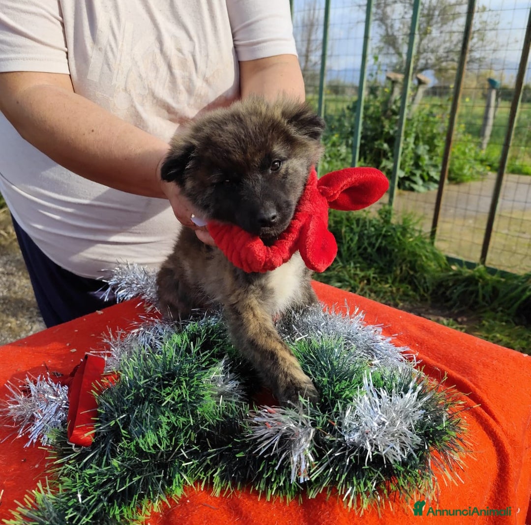 Meticcio cani in regalo: GEORGI cucciola 3 mesi taglia piccola - Annuncio 13