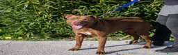 Pitbull cani in regalo: Meraviglioso Red nose - Annuncio 6