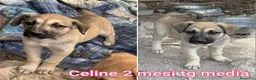 Meticcio cani in regalo: TROPPI CUCCIOLI SOLI IN RIFUGIO  a Provincia di Verona - Annuncio 8