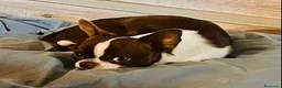 Chihuahua cani per accoppiamento: monta accoppiamento - Annuncio 3