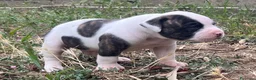 Bulldog cani in vendita: American Bulldog - Annuncio 11