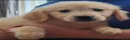 Golden Retriever cani in vendita: Cuccioli golden retriever - Annuncio 4