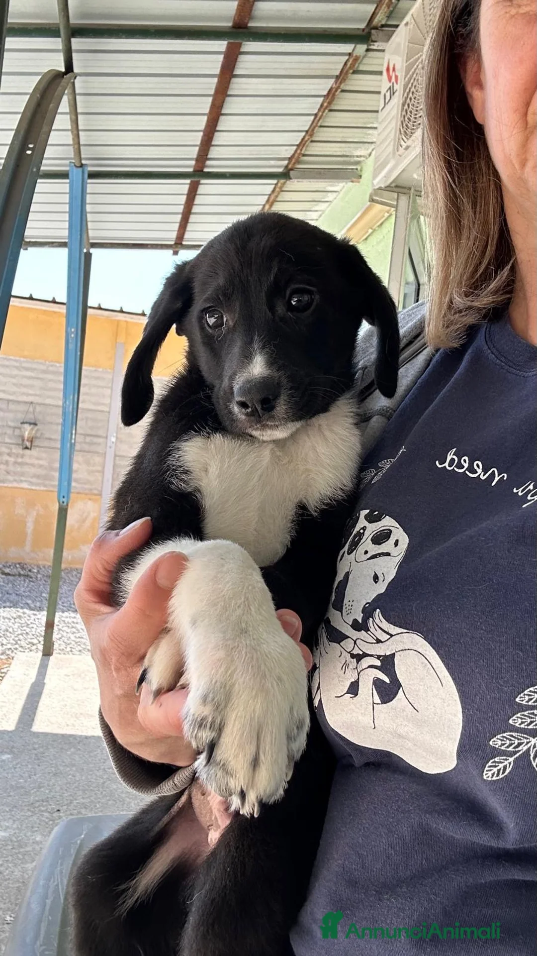 Meticcio cani in regalo: Omar  a Provincia della Spezia - Annuncio 3