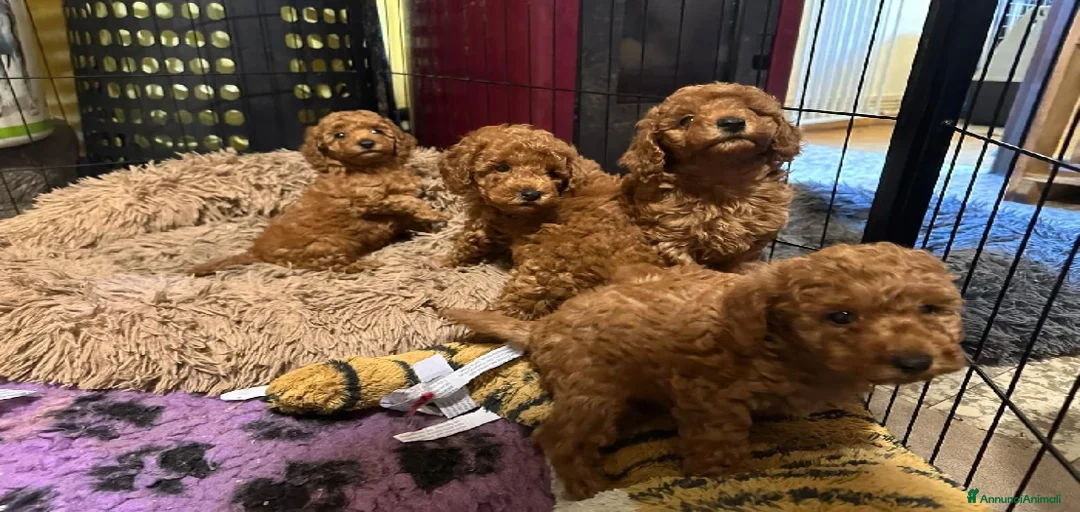 Immagine della galleria {{count}}