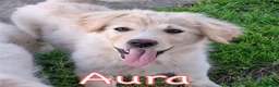 Meticcio cani in regalo: AURA 🩷-cucciola mix pastore, chiami per lei? 🙏🏻 a Provincia di Massa e Carrara - Annuncio 2