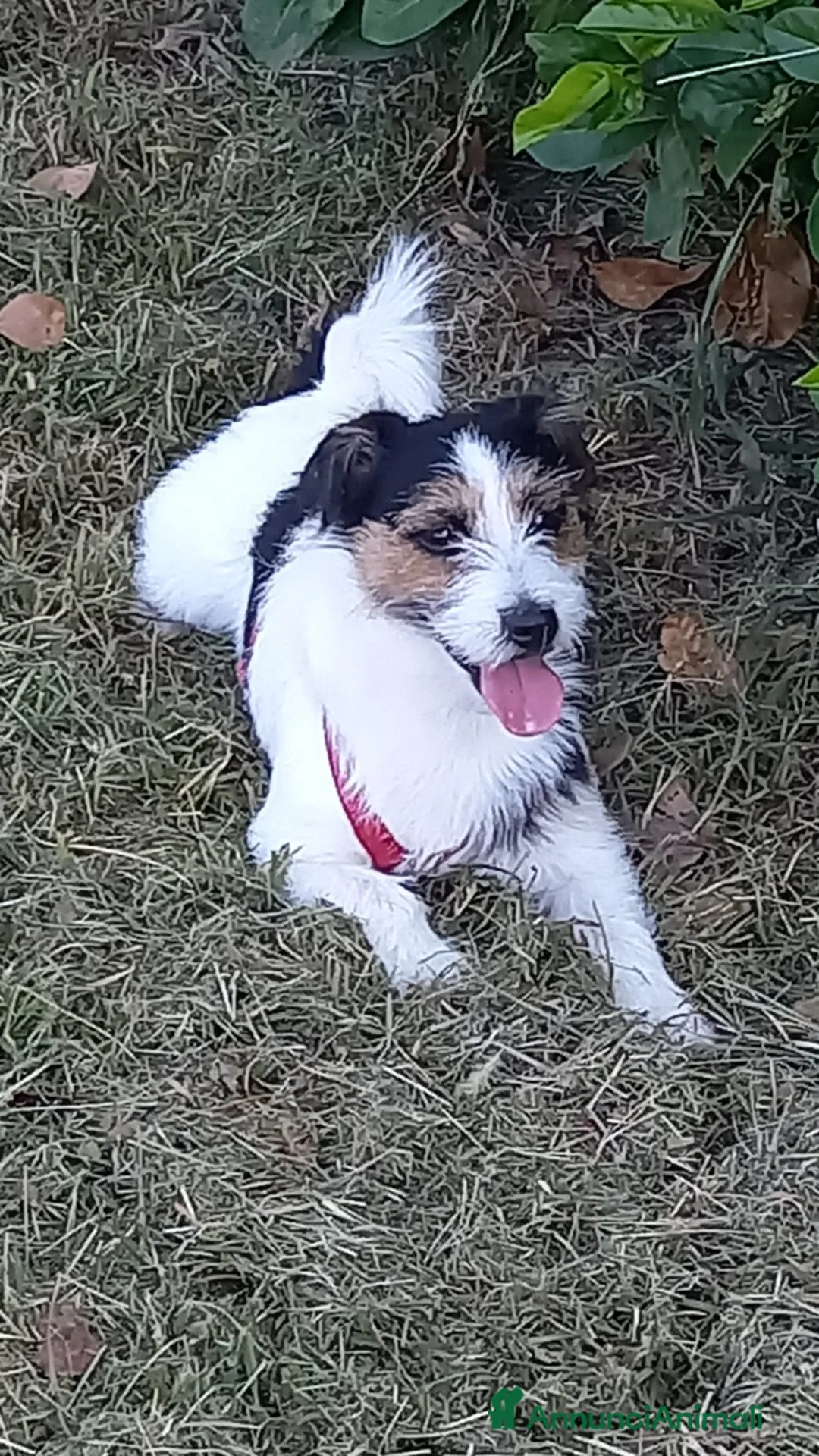 Jack Russell cani per accoppiamento: BART CERCA MOGLIE  - Annuncio 2