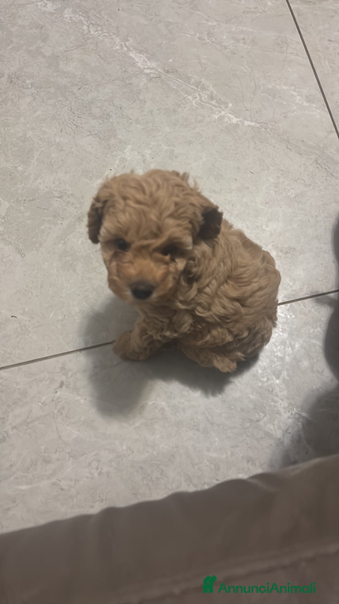 Barboncino cani in vendita: Barboncine - Annuncio 5