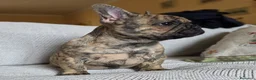 Bulldog Francese cani in vendita: Cuccioli Bouledogue Francese - Annuncio 10