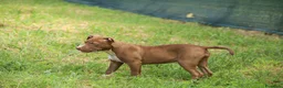 Pitbull cani in vendita: Cuccioli di Pit Bull anche a rate - Annuncio 18
